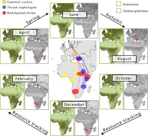 Figur fra artiklen “Resource tracking within and across continents in long-distance bird migrants”.