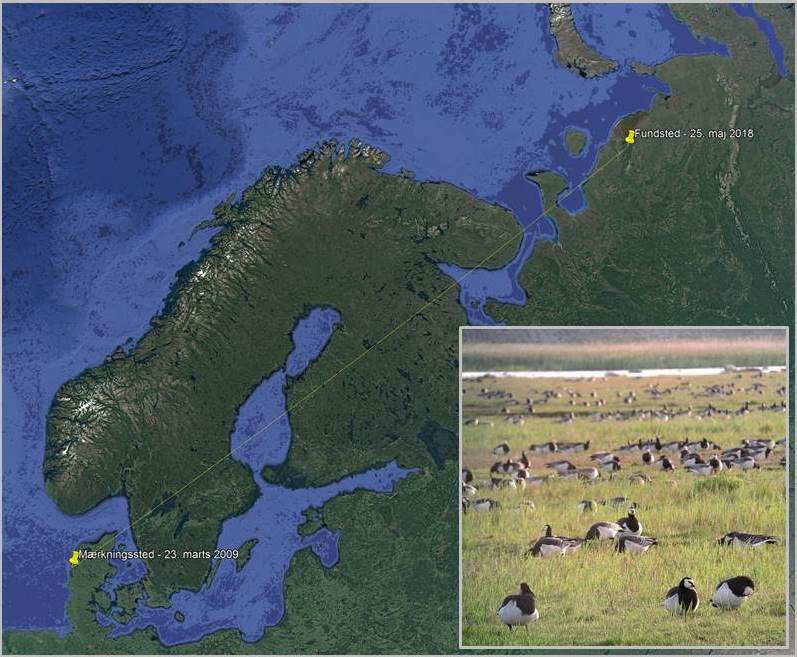 Kort over Nordeuropa: Mærknings- og genfundslokalitet for bramgås skudt 25. maj 2018 i Rusland. Samt foto af rastende bramgæs.