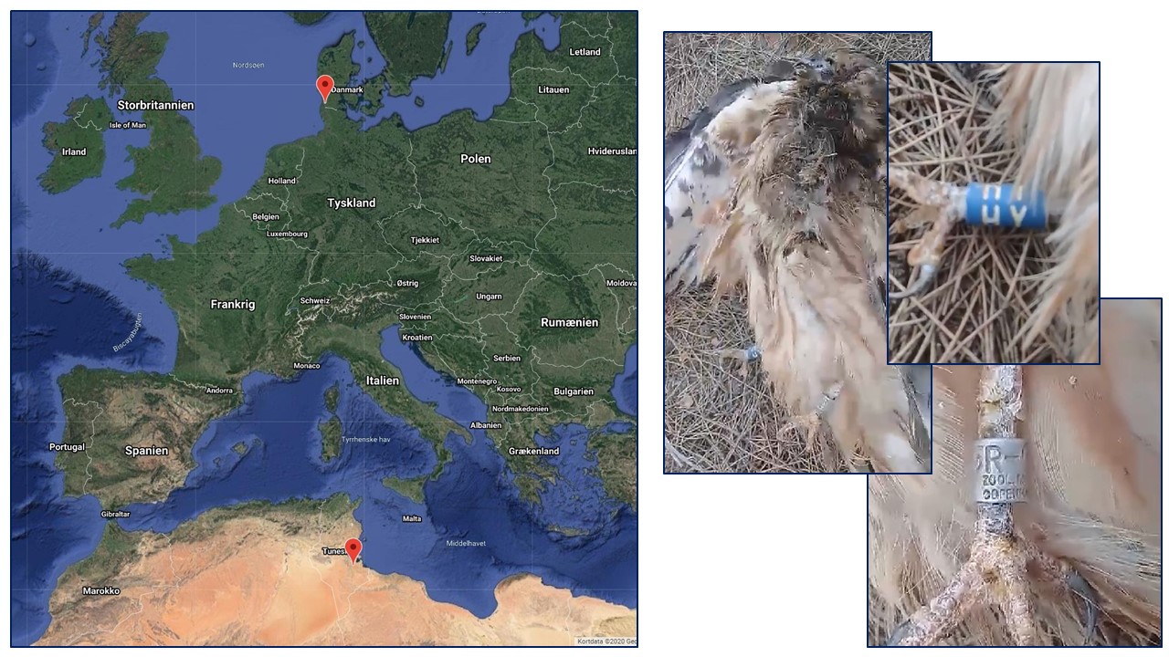 Kort over Europa: Mærknings- og genfundslokalitet på Hedehøg gendundet i Tunesien. Endvidere tre fotos af kadaveret med ring.